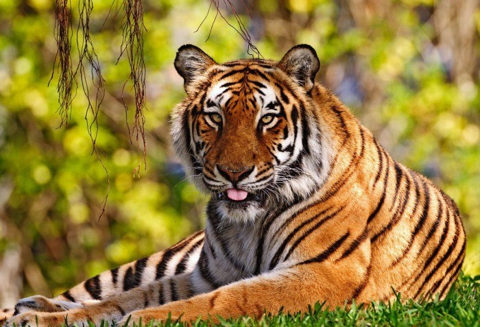 Алексей Кошелев | Городец