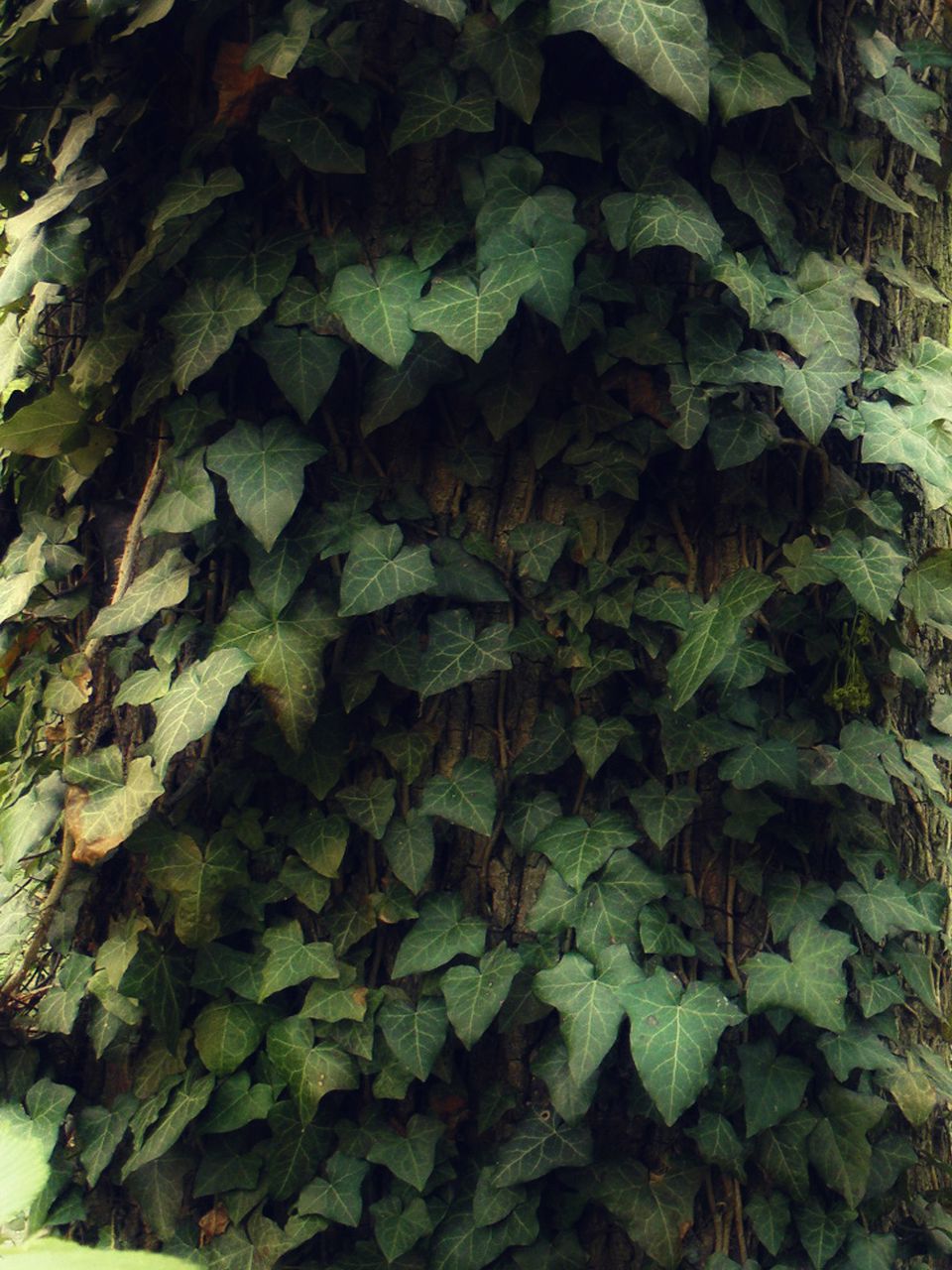 Вікторія Кушнір Fjellfräs (Верещак) | Львов