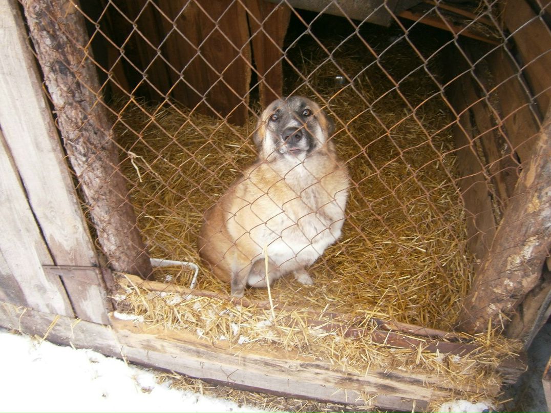 Олександр Брижко | Киев