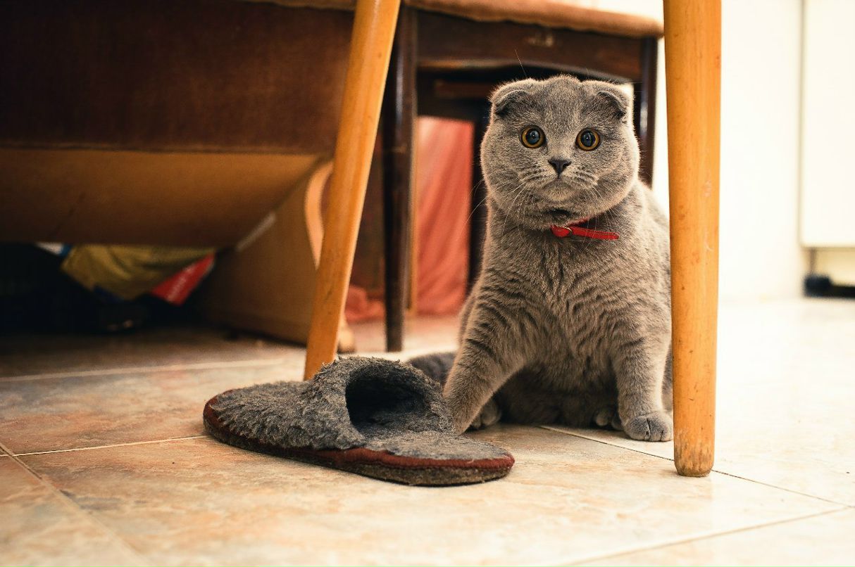 Майя Кечуткна Gizn | Москва