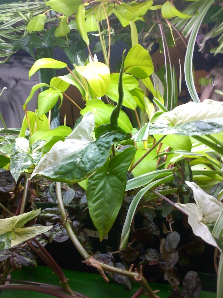 Елена Дементьева | Санкт-Петербург