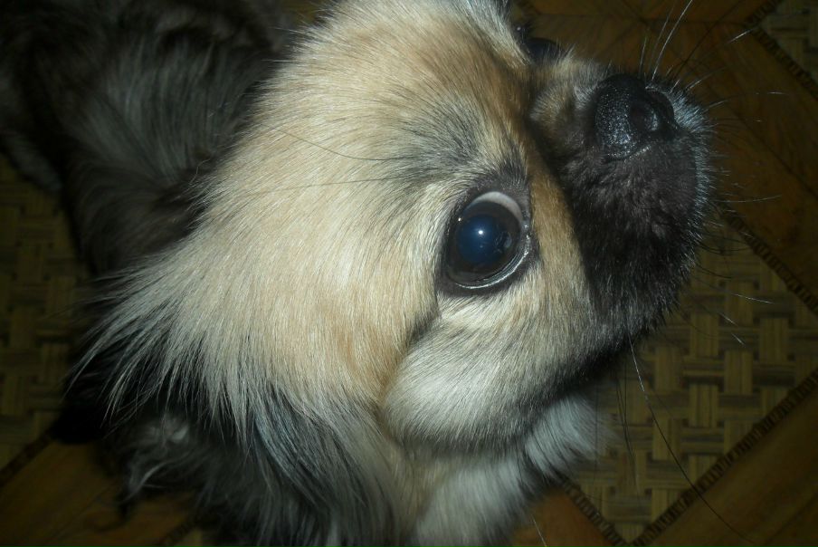 №1, Васелиса Николенко №1, Васелиса Николенко