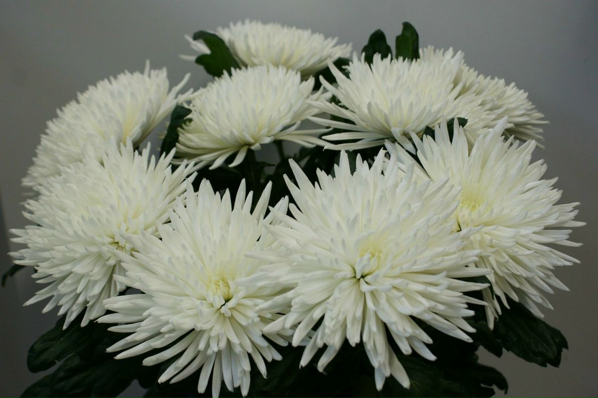 Оксана Башинская | Северодвинск