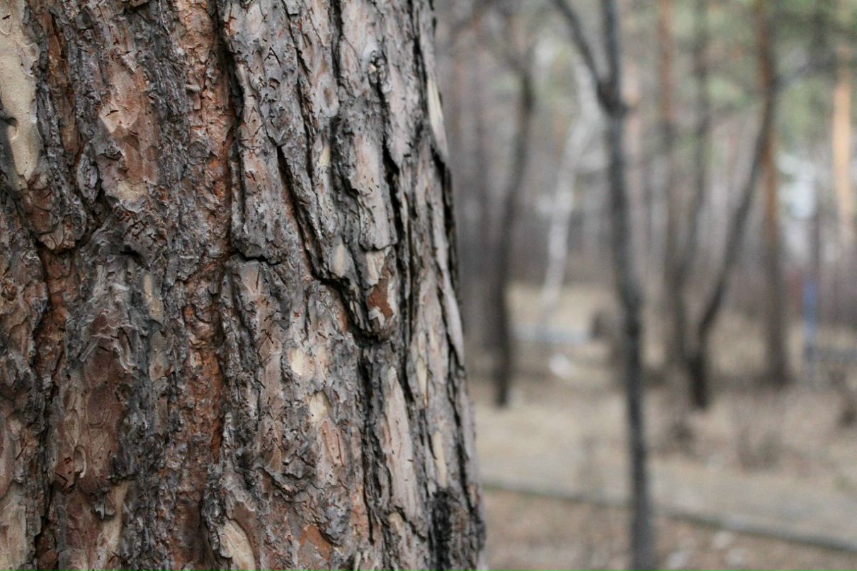 Наталья Старкова | 