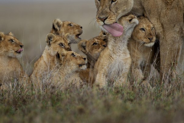Ваня Брусникин | Москва