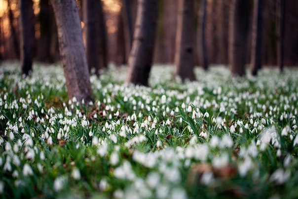 Елена Алехина | Москва