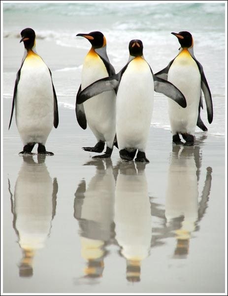 Андрей Кочубей Bizarre | Калуга