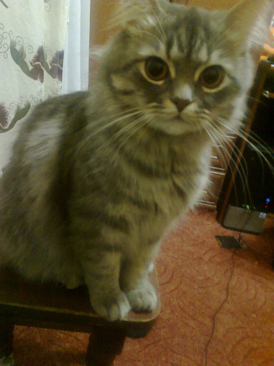 Анастасия Мамонова | Днепр (Днепропетровск)