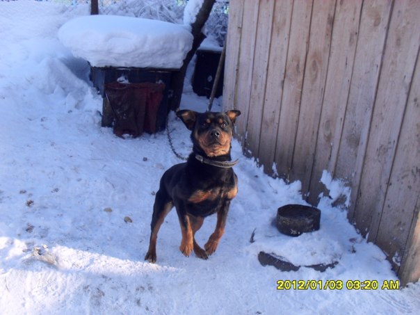 №88, Олег Морщанский, 36 лет, Новосибирск №88, Олег Морщанский, 36 лет, Новосибирск