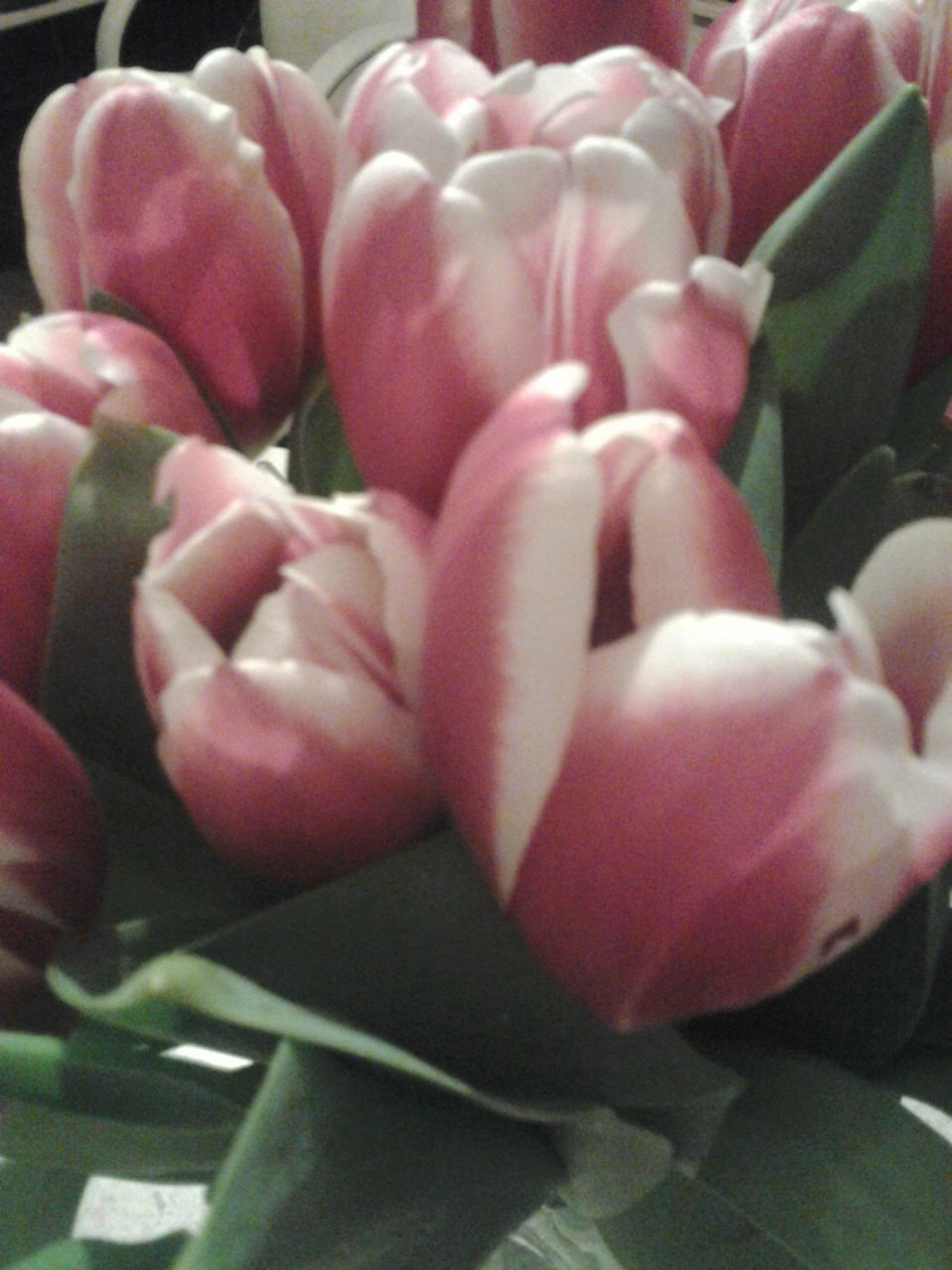 Евгения Астафьева | Санкт-Петербург