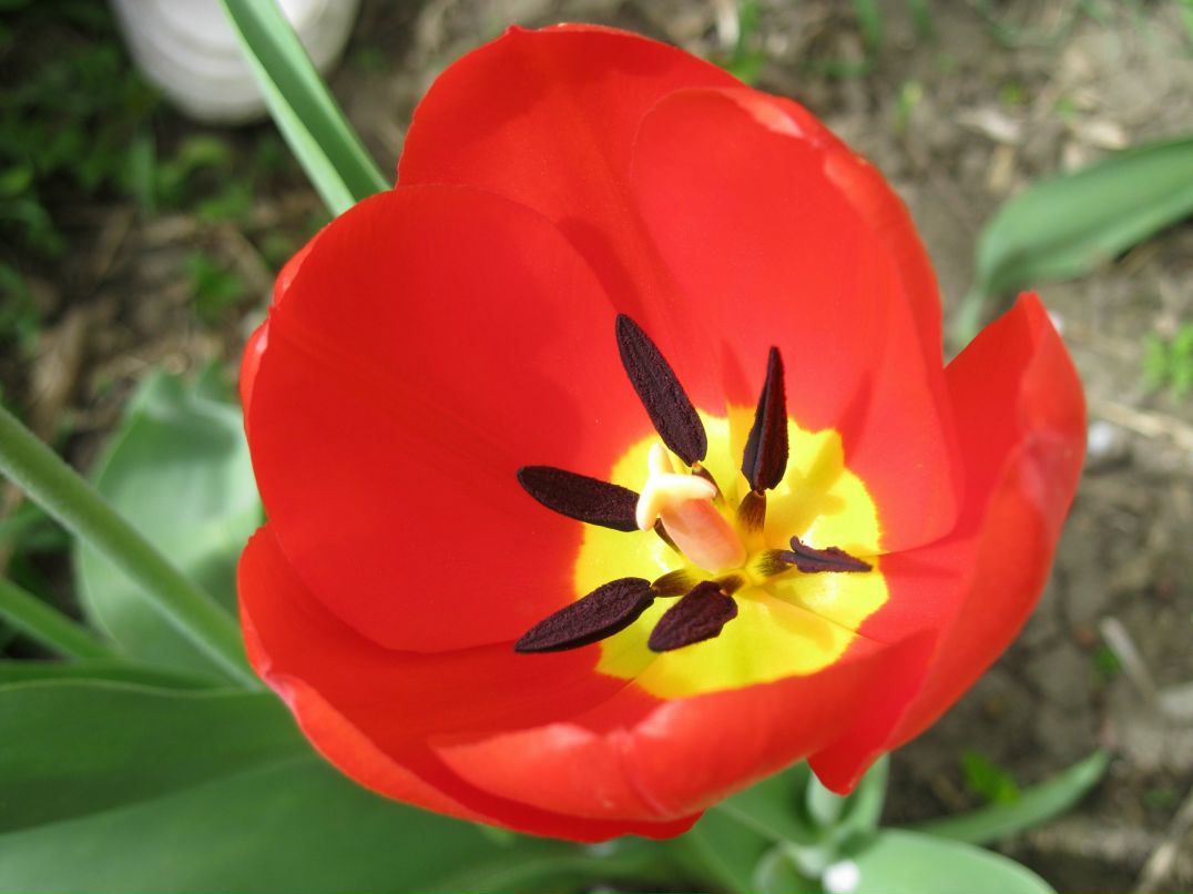 Ирина Таубе-Гаркунова | Ростов-на-Дону