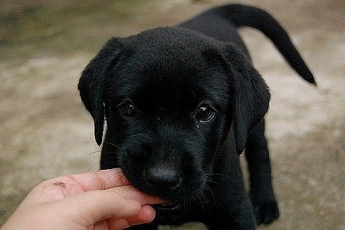 Альвир Халимов | Магнитогорск