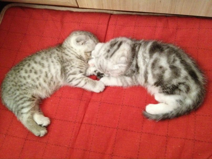 Лев Аньков | Владивосток