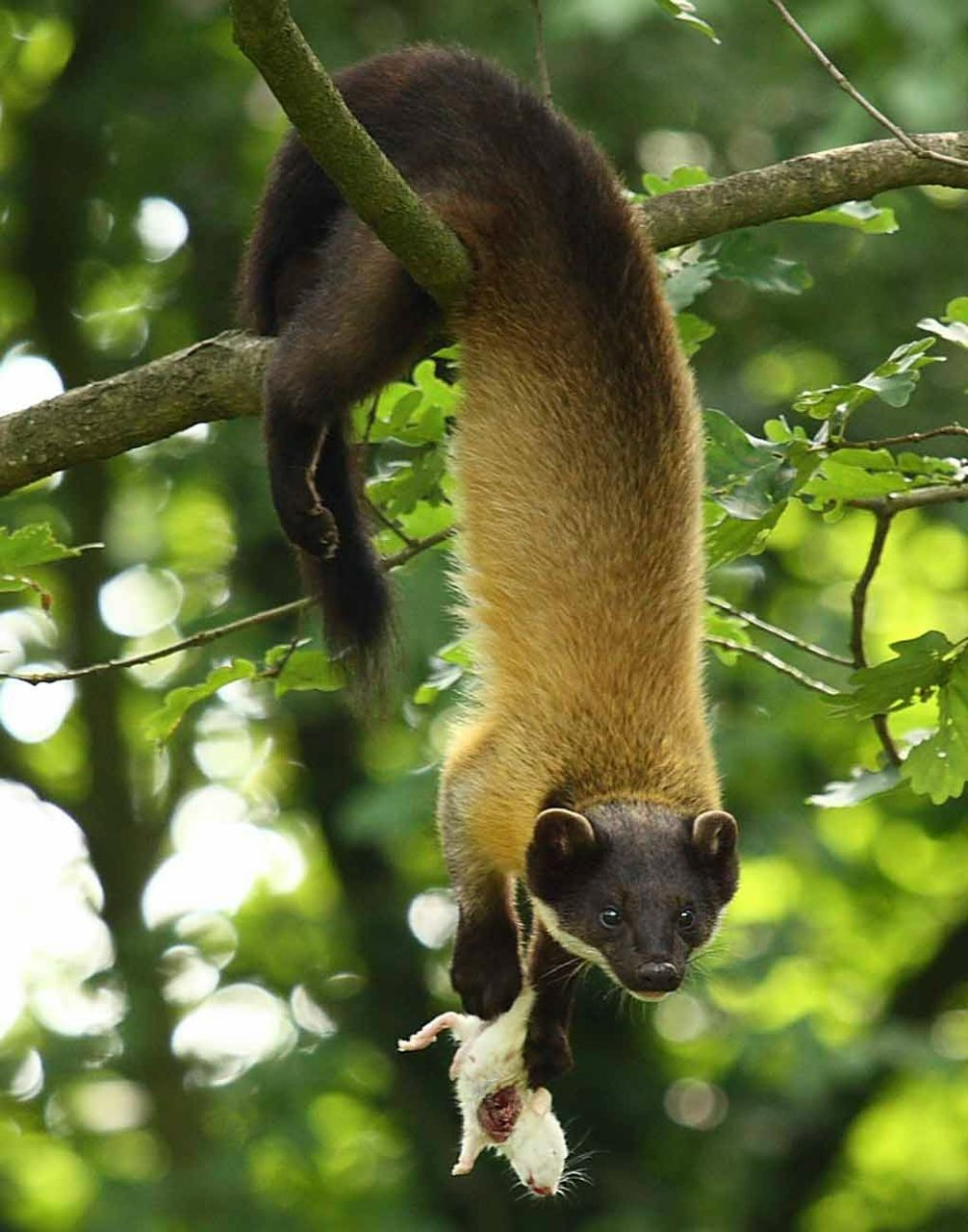 Илья Ишмаев ВезунчиК | Челябинск