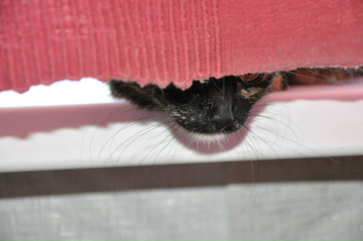 Анастасия Подушко | Павловск