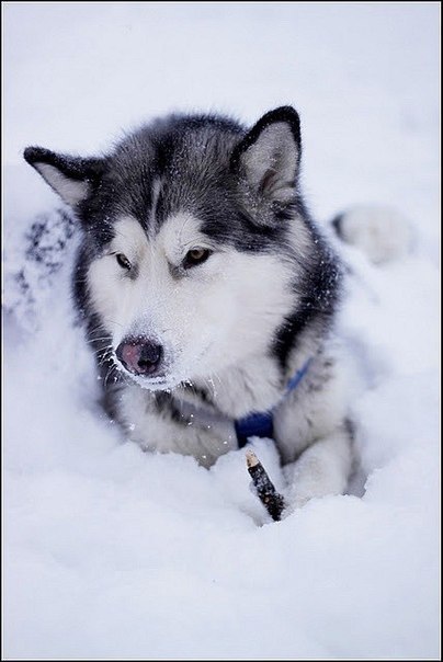 Владимир Разлог | Самара