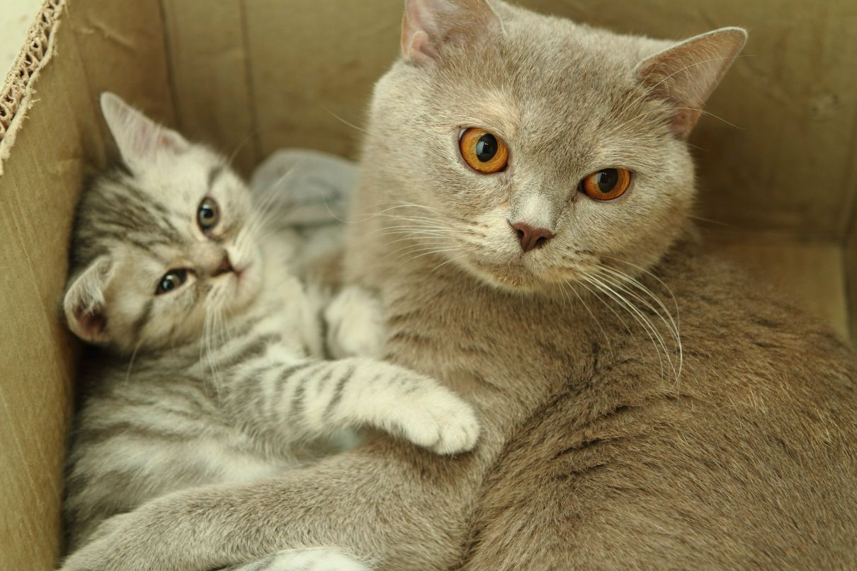 Ирина Шиленкова | Рязань