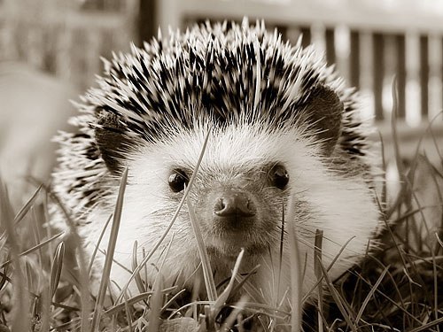 Глеб Журавлёв \\\S.O.D/// | Иркутск