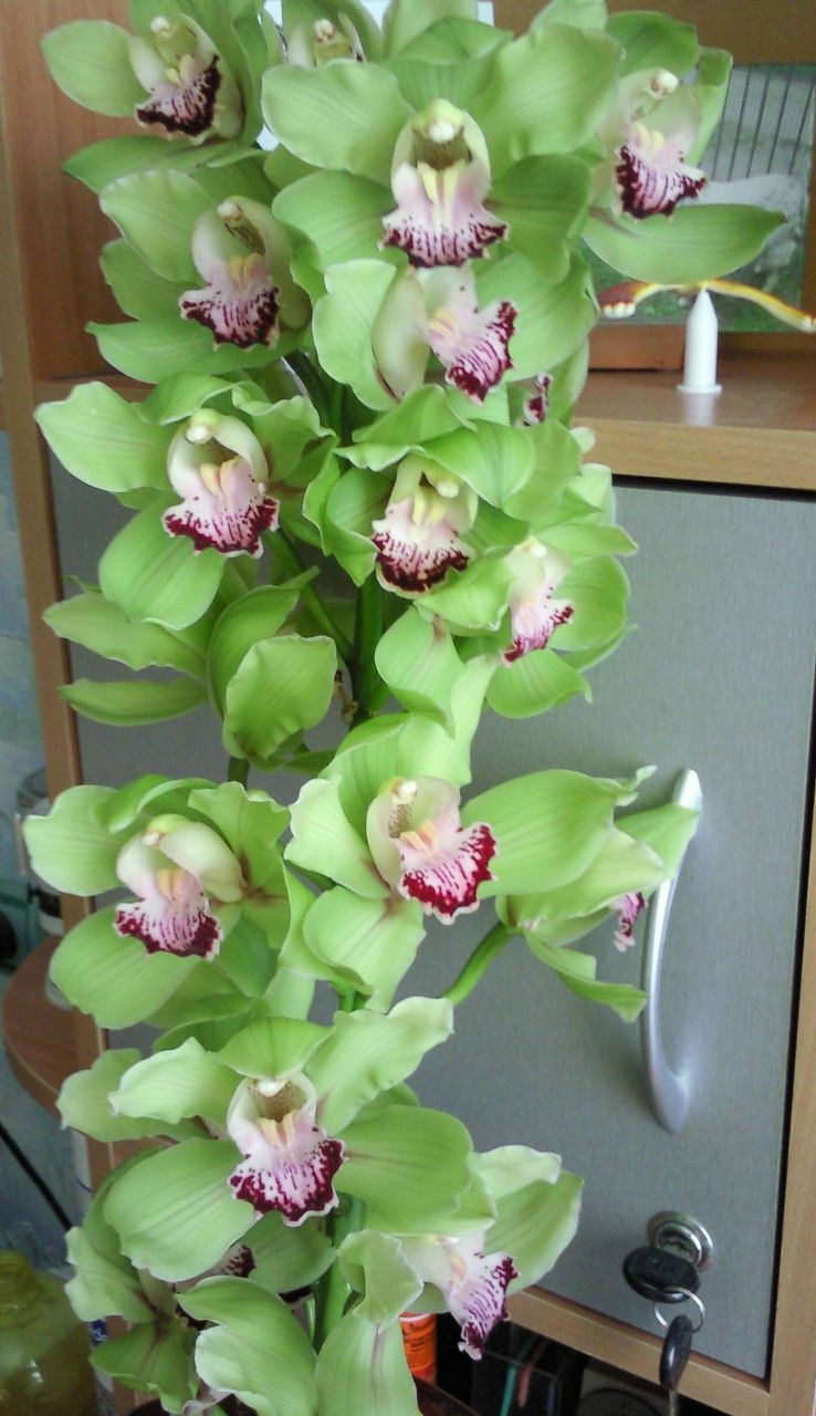 Надежда Скобарева | Санкт-Петербург