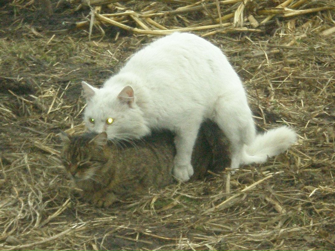 Павло Бродовський | Почаев