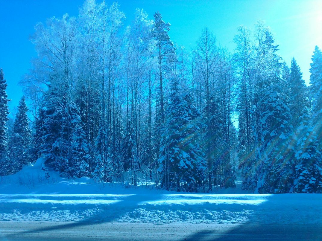 Елена Логинова | Петрозаводск