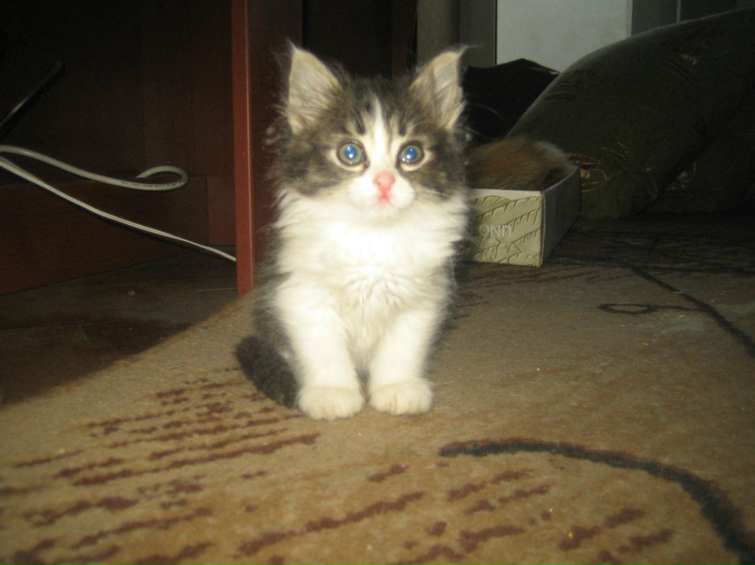 Евгения Дмитриева | Санкт-Петербург