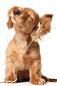 Александр Сангулия Эдуардович | Санкт-Петербург