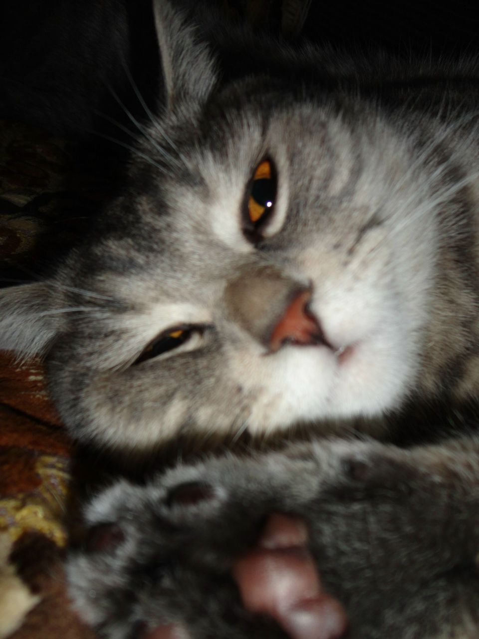 Анастасия Нежутина | Волгоград