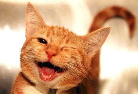 №52, Николай Смоков, Суворово №52, Николай Смоков, Суворово