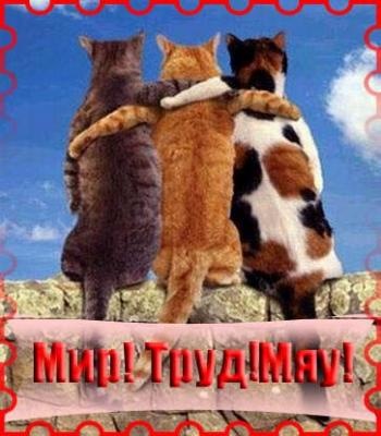 №42, Птица Сова, Санкт-Петербург №42, Птица Сова, Санкт-Петербург