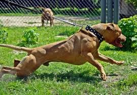 Александр Кошев | Днепр (Днепропетровск)