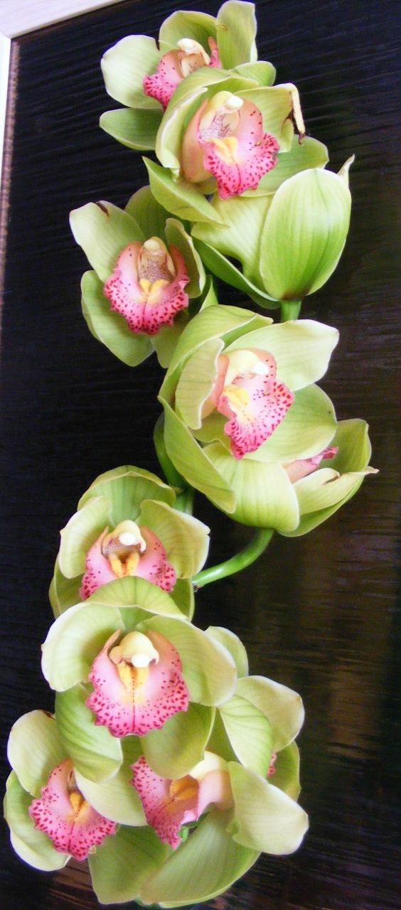 Карина Касабян bebeika | Москва