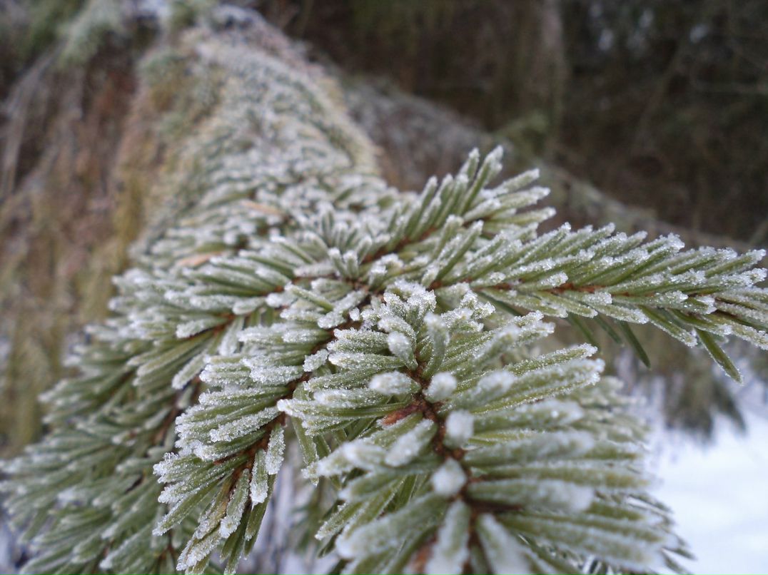 Надя Сизых | Дмитров