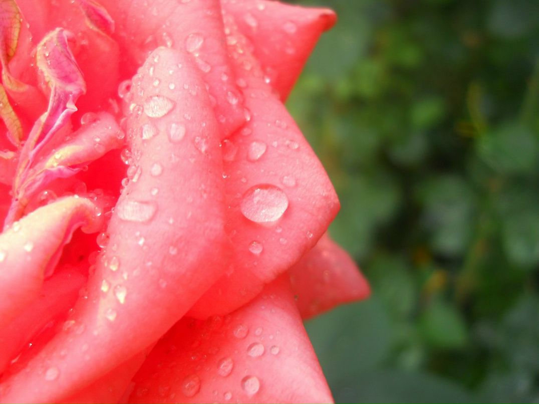 Ира Досычева | Горловка