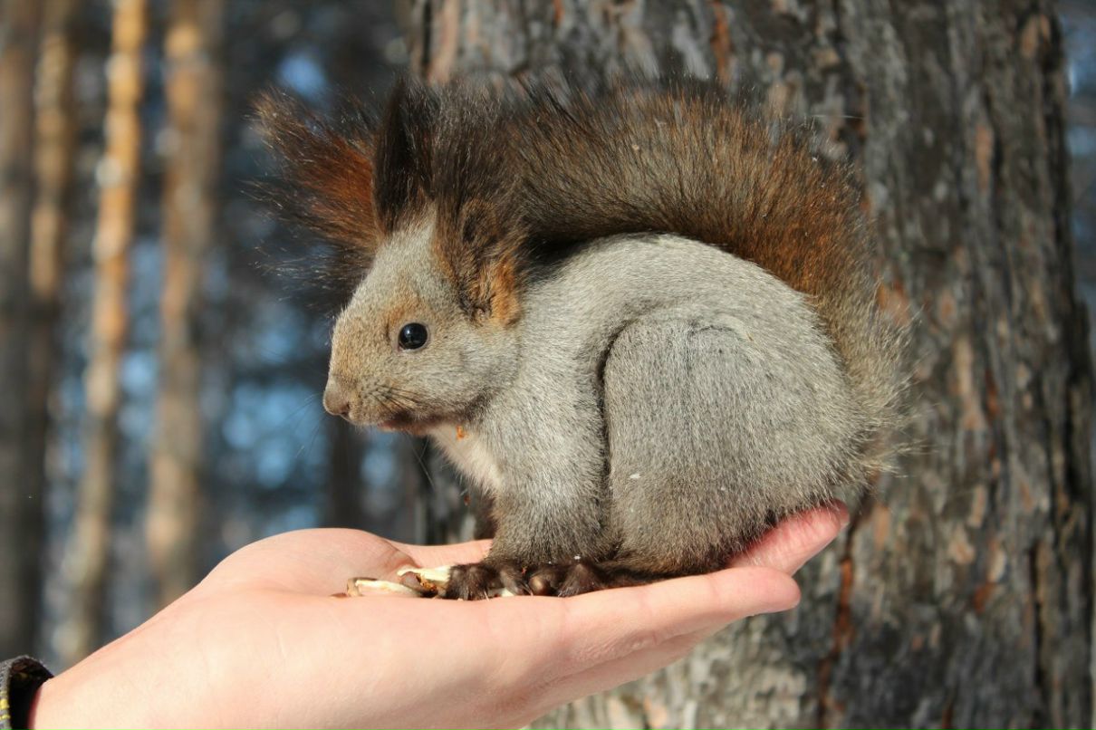 Ирина Нестерова | Красноярск