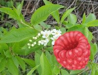 Ольга Авцинова | Барнаул