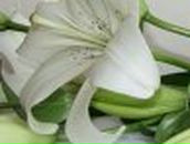 Елена Семёнова | Порхов