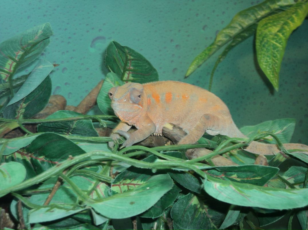 Вячеслав Трофимовский | Санкт-Петербург