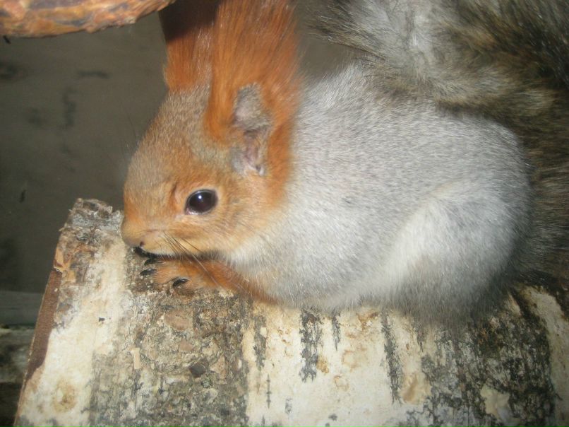 Марина Тосури | Санкт-Петербург