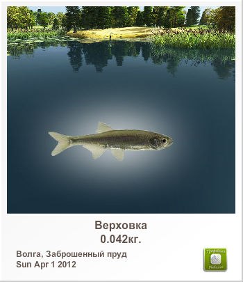 Николай Семенов | Санкт-Петербург