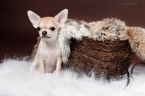 Александра Богатырева Белка | Екатеринбург