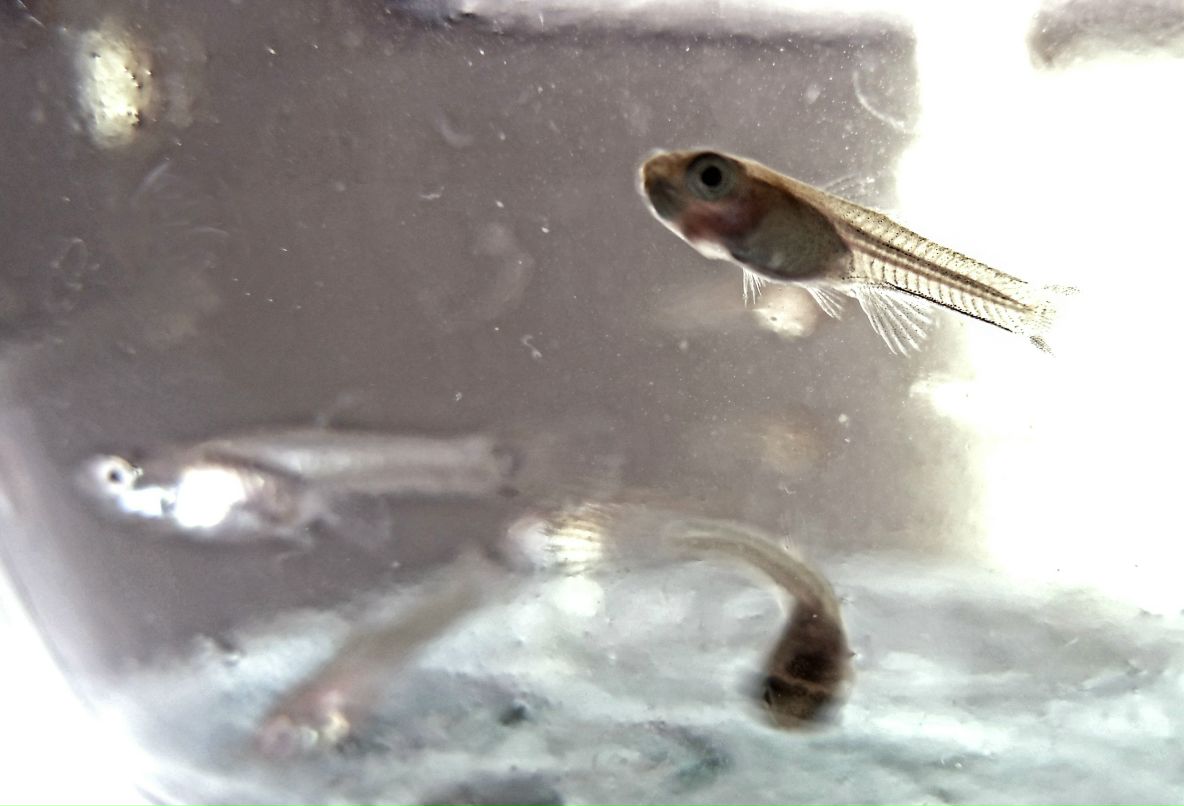 Анна Кеврух nuraSHe4ka | 