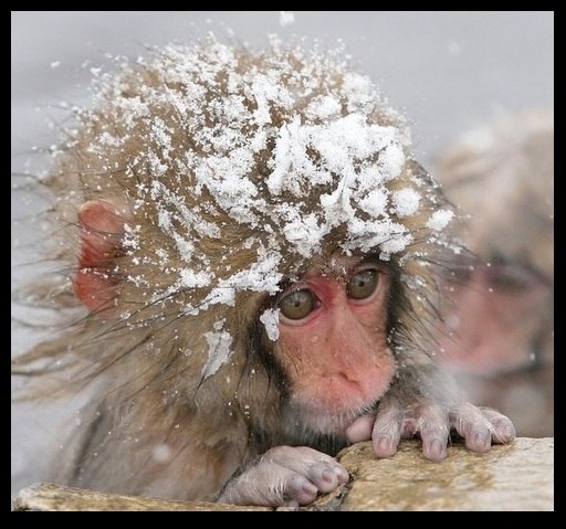 Александр Шаульский | 