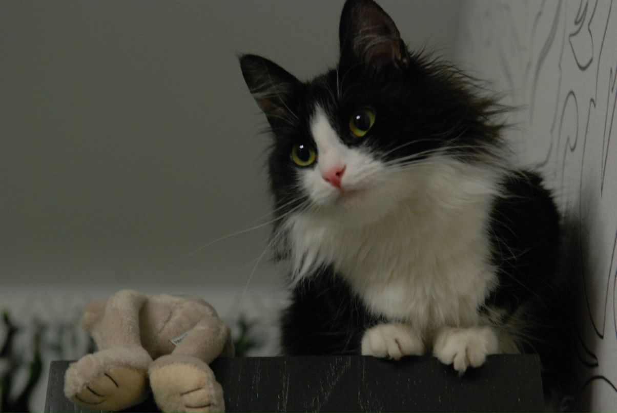 Ольга Королькова | Санкт-Петербург