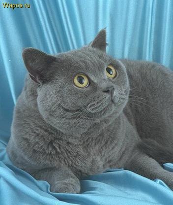 Елена Николаева | Санкт-Петербург