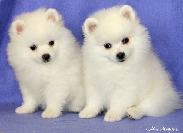 Viktoriya Fox | Калининград