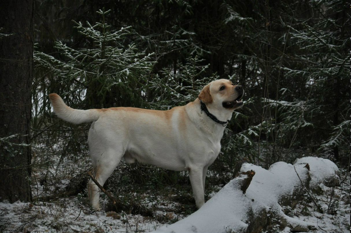 Andrey Mikhalev | Pereira