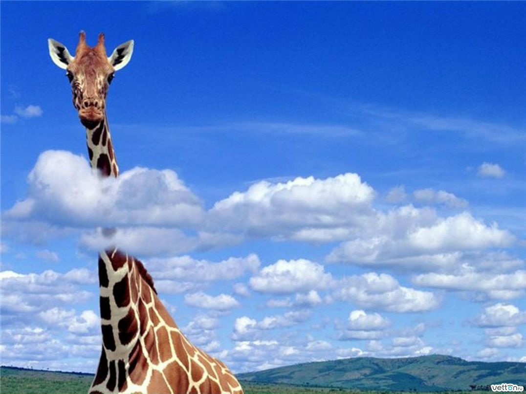 Масик Кириллова | Санкт-Петербург