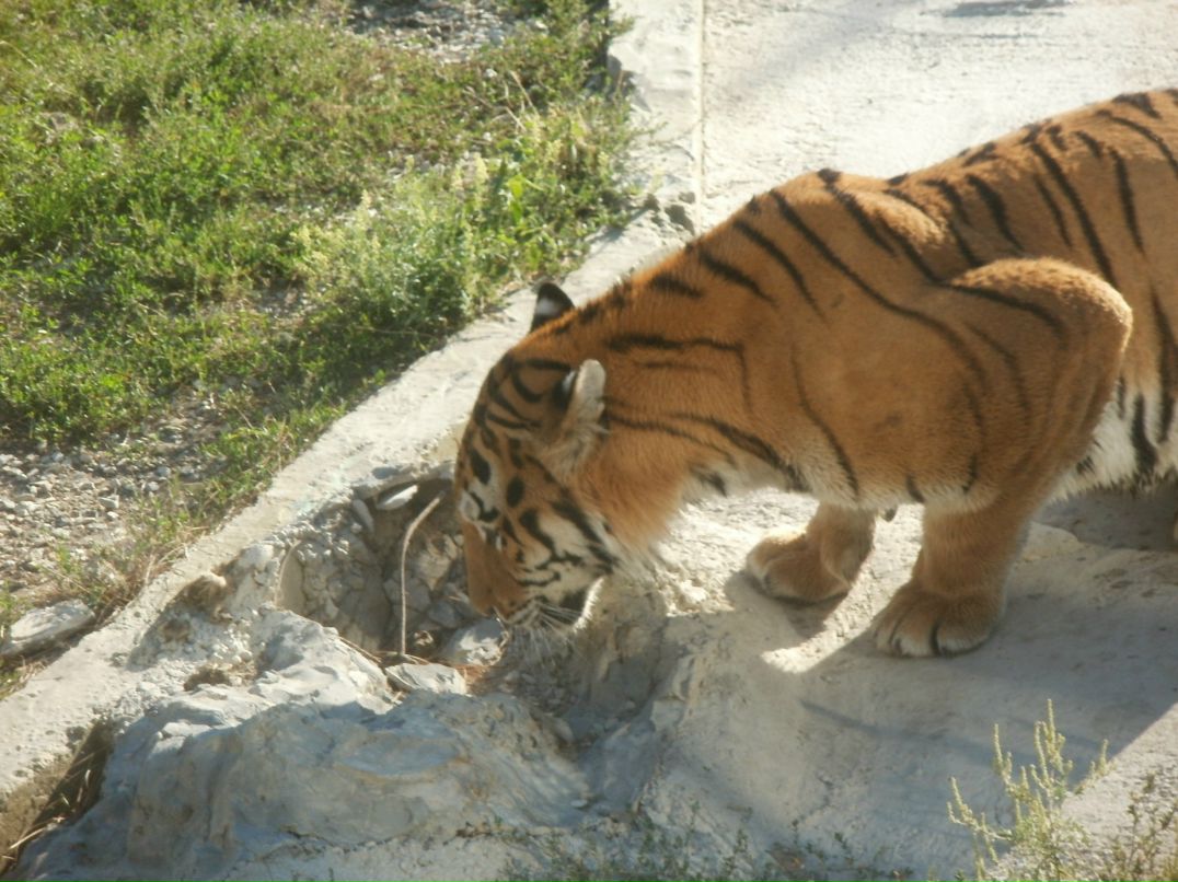 Анна Басалаева | Мурманск