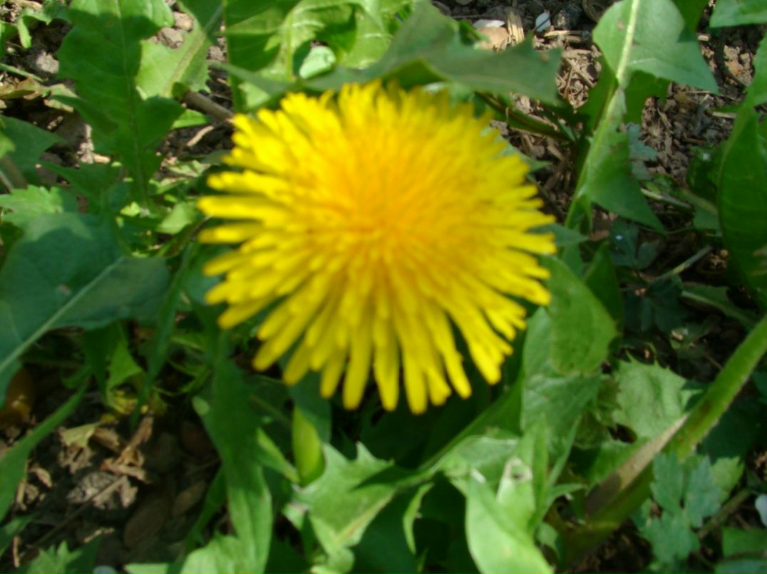 Олег Андрощук | Cincinnati